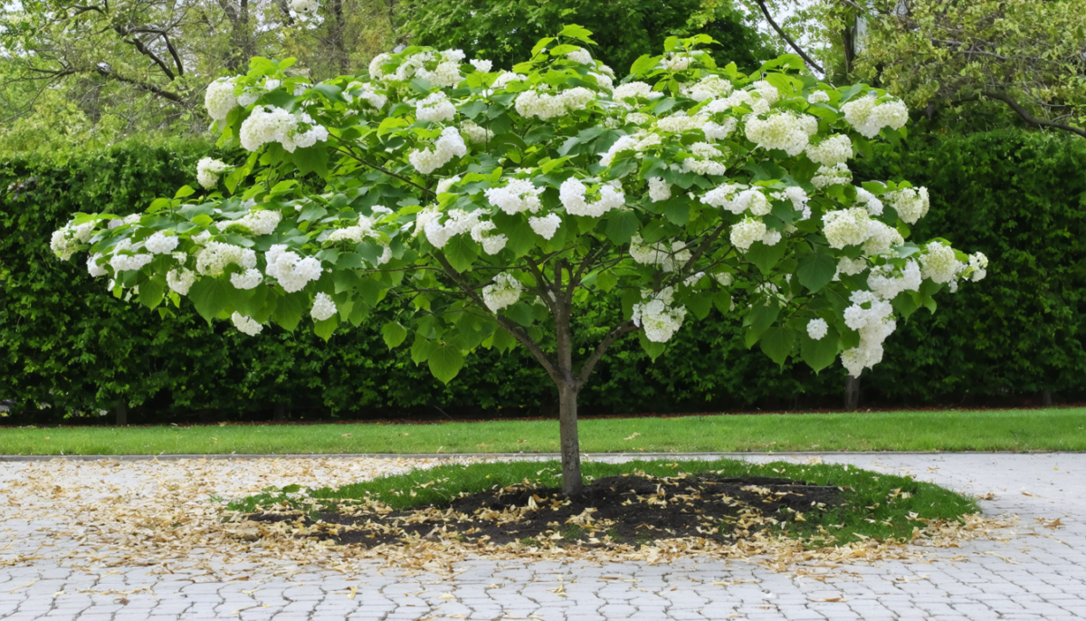 découvrez les inconvénients du catalpa à ne surtout pas ignorer avant de l'adopter dans votre jardin, pour un choix éclairé et adapté.