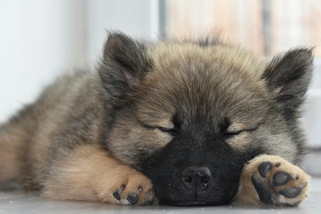Sommeil du chien : pourquoi choisir un couchage premium fait toute la différence
